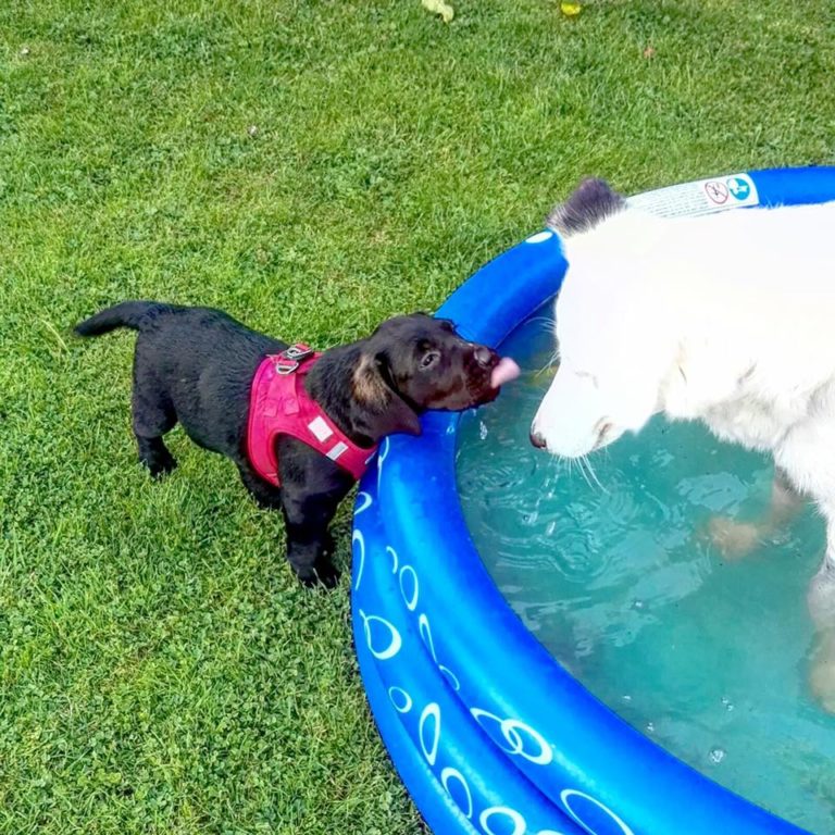 Koda Tierfreunde Hund und Leben e.V.