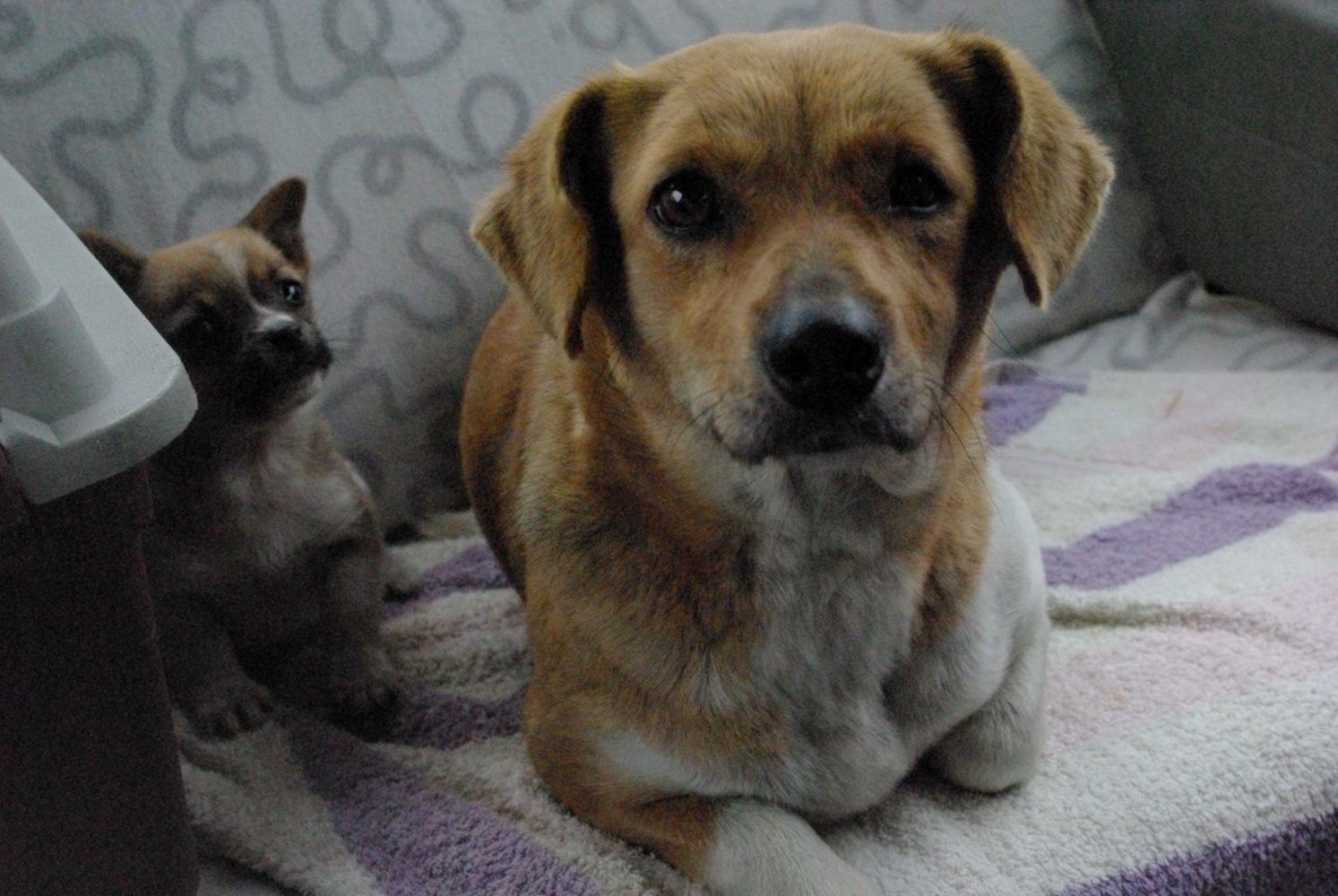 Home Tierfreunde Hund und Leben e.V.