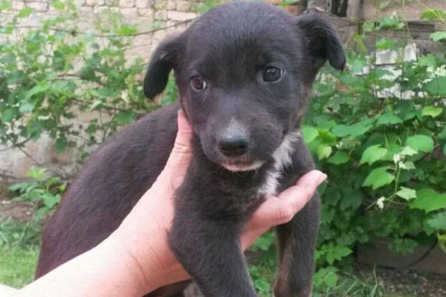 Home Tierfreunde Hund und Leben e.V.