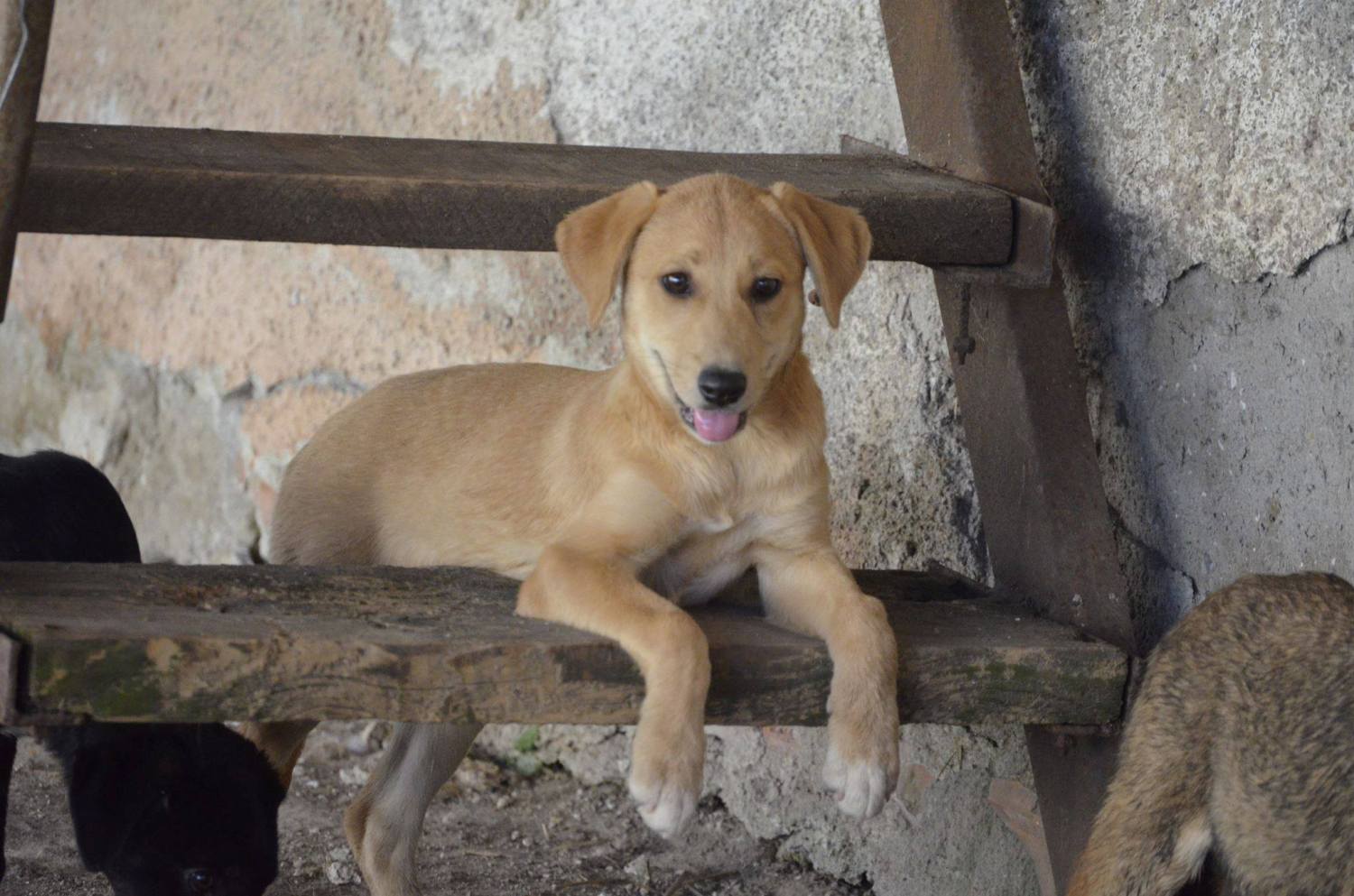 Home Tierfreunde Hund und Leben e.V.