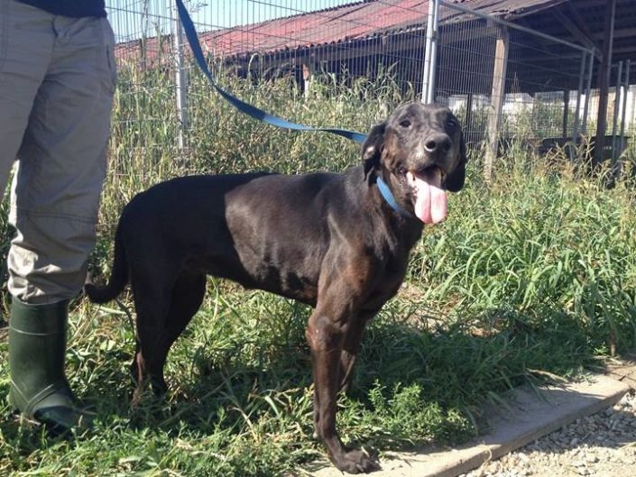 Home Tierfreunde Hund und Leben e.V.