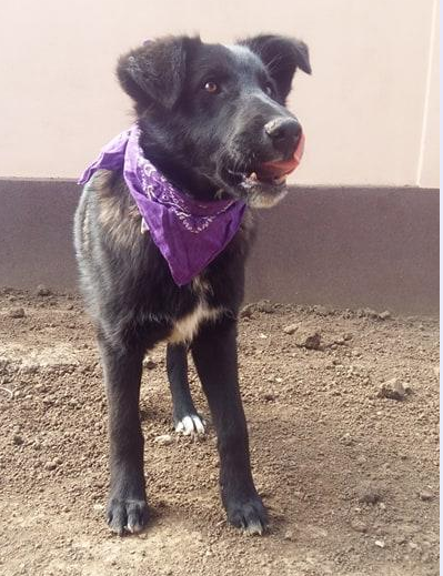 Home - Tierfreunde Hund und Leben e.V.