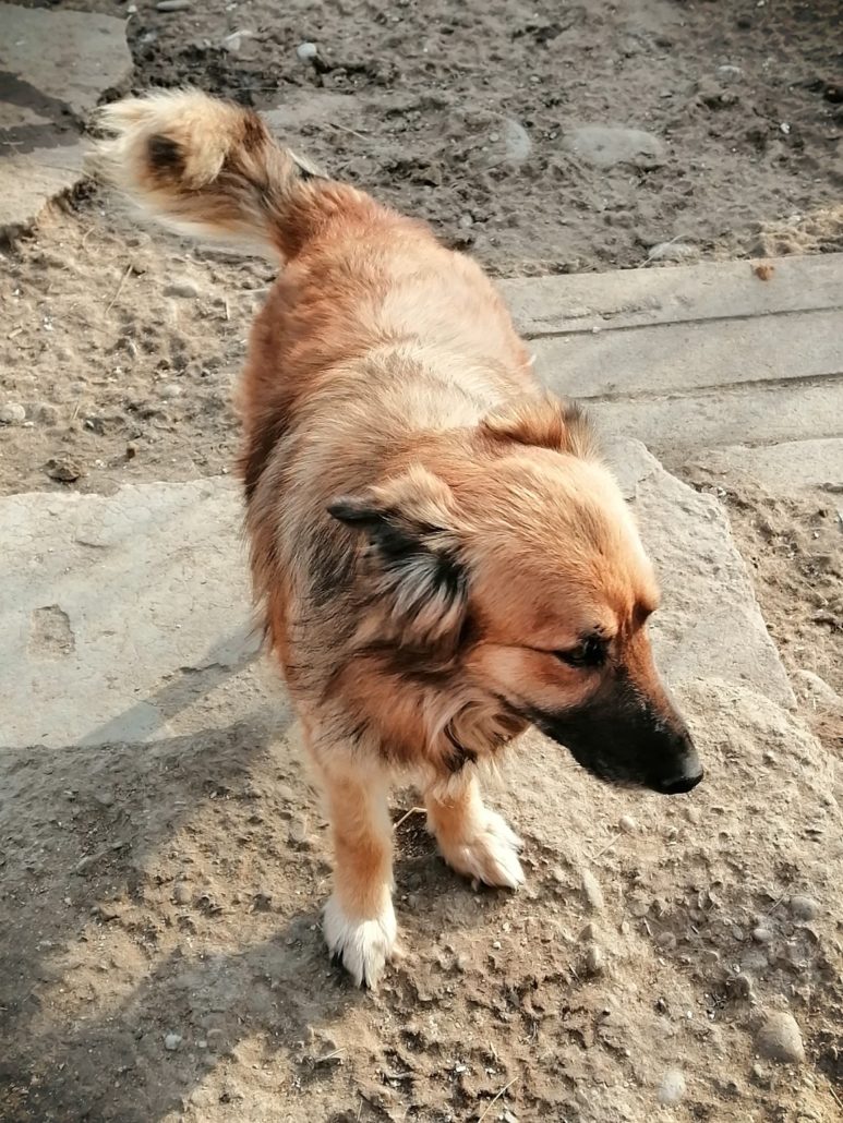 Lassie Tierfreunde Hund und Leben e.V.