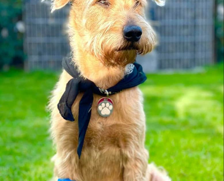 Hunde die über die Regenbogenbrücke gegangen sind Archive Tierfreunde Hund und Leben e.V.