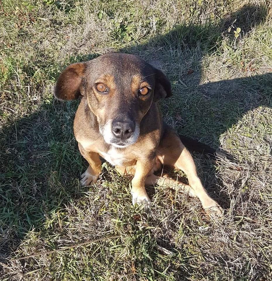 Bobitza Tierfreunde Hund und Leben e.V.