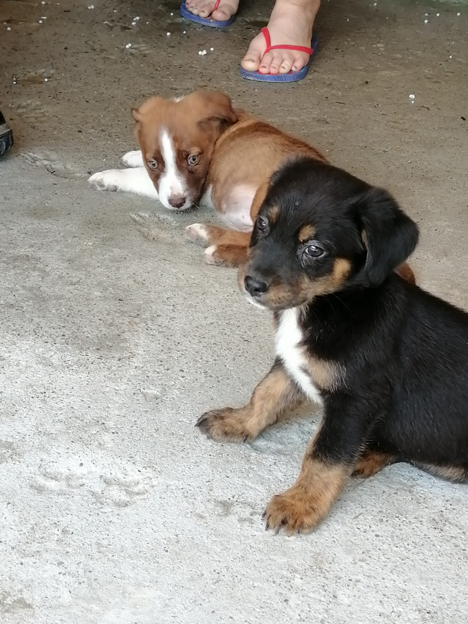 Tierfreunde Hund und Leben eV