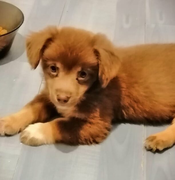 Mittelmeerkrankheiten Tierfreunde Hund und Leben e.V.