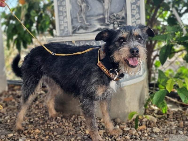 Falco Tierfreunde Hund und Leben e.V.
